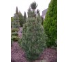 Сосна кедровая (Pinus cembra) С 2,5
